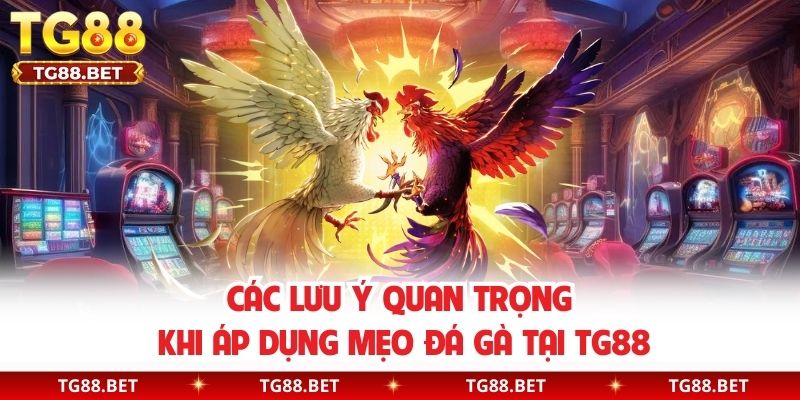 Các lưu ý quan trọng khi áp dụng mẹo đá gà tại TG88