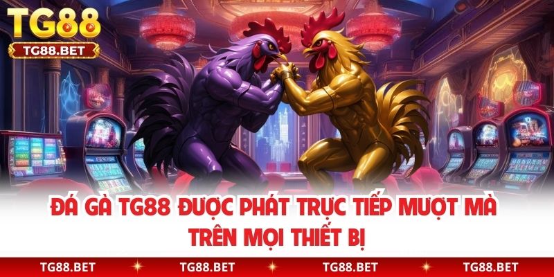 Đá gà TG88 được phát trực tiếp mượt mà trên mọi thiết bị